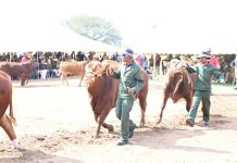 Close or Privatise BMC, Air Botswana-Economists Close or Privatise BMC, Air Botswana-Economists