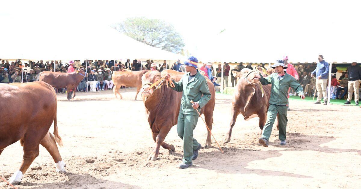 Close or Privatise BMC, Air Botswana-Economists Close or Privatise BMC, Air Botswana-Economists