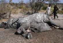 Govt Killing Elephants at Poacher Levels-Report Govt Killing Elephants at Poacher Levels-Report