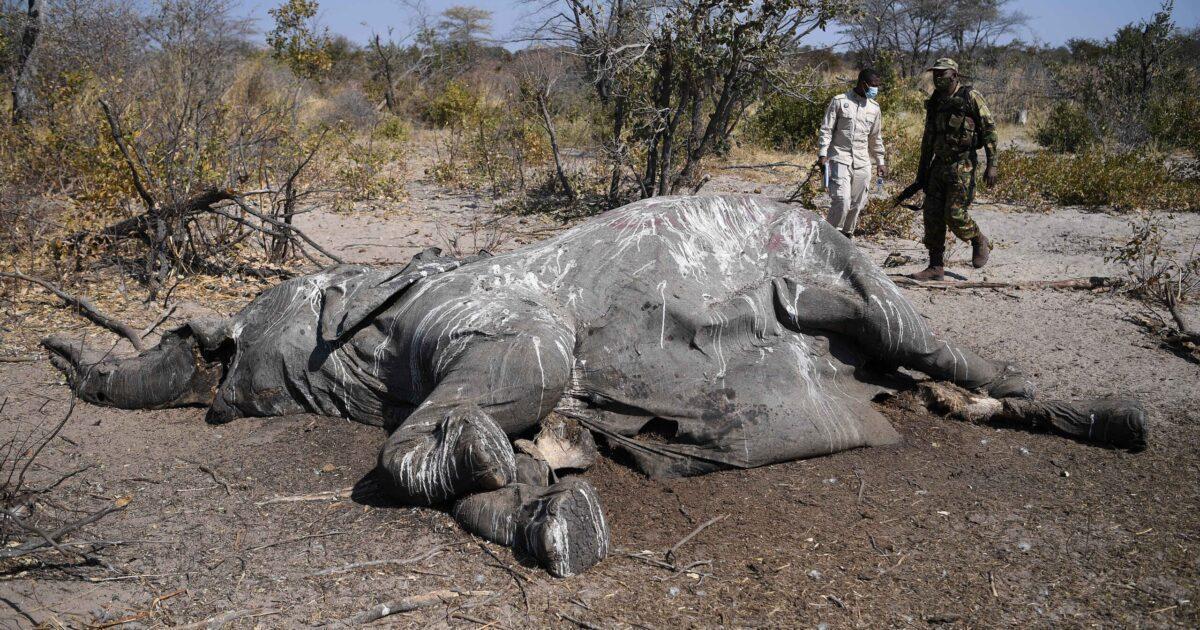 Govt Killing Elephants at Poacher Levels-Report Govt Killing Elephants at Poacher Levels-Report