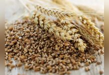 Unpaid Grain Threatens Food Security Unpaid Grain Threatens Food Security