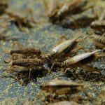 Farming Crickets for Protein: A Unique Botswana Opportunity Farming Crickets for Protein: A Unique Botswana Opportunity