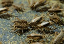 Farming Crickets for Protein: A Unique Botswana Opportunity Farming Crickets for Protein: A Unique Botswana Opportunity