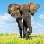 How Bees could Help Farmers Live Safely with Elephants How Bees could Help Farmers Live Safely with Elephants