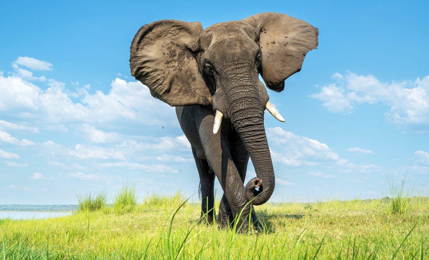 How Bees could Help Farmers Live Safely with Elephants How Bees could Help Farmers Live Safely with Elephants