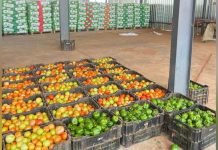 Rotting Produce Pushes Tuli Block Farmers into Crisis Rotting Produce Pushes Tuli Block Farmers into Crisis