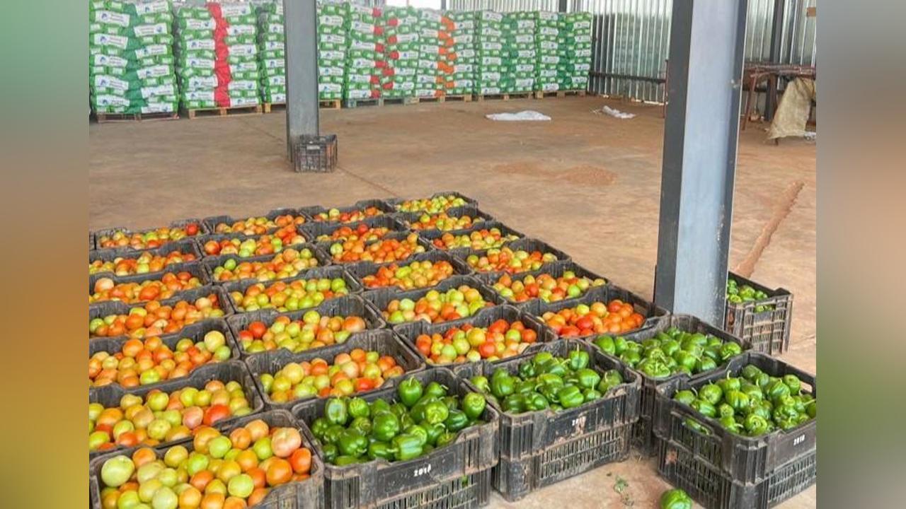 Rotting Produce Pushes Tuli Block Farmers into Crisis Rotting Produce Pushes Tuli Block Farmers into Crisis