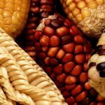 Rising Import Bill Exposes Botswana’S Food Vulnerability Rising Import Bill Exposes Botswana’S Food Vulnerability