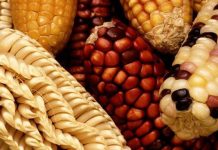 Rising Import Bill Exposes Botswana’S Food Vulnerability Rising Import Bill Exposes Botswana’S Food Vulnerability