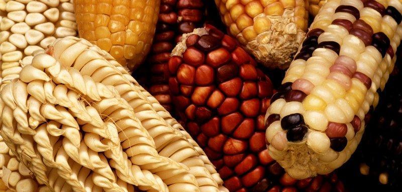 Rising Import Bill Exposes Botswana’S Food Vulnerability Rising Import Bill Exposes Botswana’S Food Vulnerability