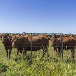 Carbon Credit Trading Opportunities for Botswana Farmers Carbon Credit Trading Opportunities for Botswana Farmers