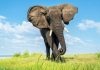 NGO Opposes Botswana’S 430-Elephant Hunting Plan NGO Opposes Botswana'S 430-Elephant Hunting Plan