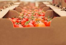 Botswana, SA in New Greens Import Restriction Clash Botswana, SA in New Greens Import Restriction Clash