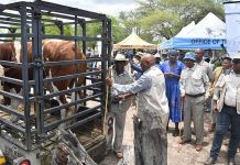 Botswana on High Alert as SA Reports FMD Outbreak Botswana on High Alert as SA Reports FMD Outbreak