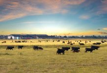 Biogas Production from Botswana’S Cattle Waste Biogas Production from Botswana’S Cattle Waste