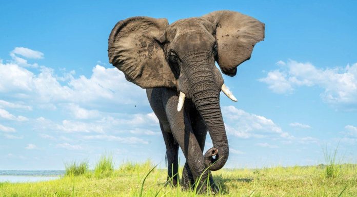 NGO Moves to Stop Elephant Hunting as Legal Battle Begins NGO Moves to Stop Elephant Hunting as Legal Battle Begins