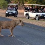 Department Condemns Killings of Lions Department Condemns Killings of Lions