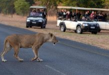 Department Condemns Killings of Lions Department Condemns Killings of Lions