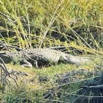 Search Continues for Woman Grabbed by Crocodile Search Continues for Woman Grabbed by Crocodile