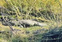 Search Continues for Woman Grabbed by Crocodile Search Continues for Woman Grabbed by Crocodile