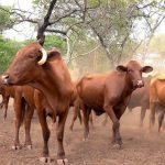 Botswana Bans Zimbabwean Livestock Botswana Bans Zimbabwean Livestock