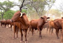 Botswana Bans Zimbabwean Livestock Botswana Bans Zimbabwean Livestock