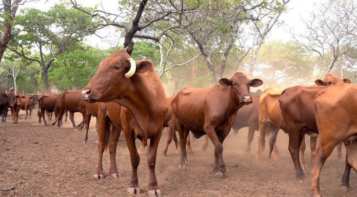 Botswana Bans Zimbabwean Livestock Botswana Bans Zimbabwean Livestock