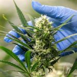 DIS, Police Roped in over Cannabis Cultivation DIS, Police Roped in over Cannabis Cultivation