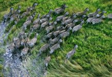 Exploit Shakawe Wetlands City Status Exploit Shakawe Wetlands City Status