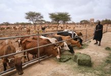 Authorities Choose Vaccination over Depopulation for Farmers Authorities Choose Vaccination over Depopulation for Farmers