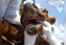Foot and Mouth Disease Outbreak in Botswana Alert Foot and Mouth Disease Outbreak in Botswana Alert