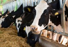 P97 Million Spent but is Botswana Losing Foot and Mouth Battle P97 Million Spent but is Botswana Losing Foot and Mouth Battle