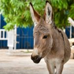 Find Alternative Transport for Learners Find Alternative Transport for Learners