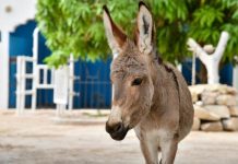 Find Alternative Transport for Learners Find Alternative Transport for Learners