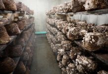 Moruakgomo Promotes Mushroom Farming Moruakgomo Promotes Mushroom Farming