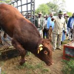 Government Deploys Drones for FMD Survelliance Government Deploys Drones for FMD Survelliance