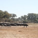 Reduce Congestion in the Okavango Delta Reduce Congestion in the Okavango Delta