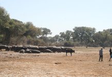 Reduce Congestion in the Okavango Delta Reduce Congestion in the Okavango Delta
