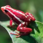 What is the Dart Frog Toxin Allegedly Used to Kill Alexei Navalny? What is the Dart Frog Toxin Allegedly Used to Kill Alexei Navalny?