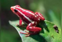 What is the Dart Frog Toxin Allegedly Used to Kill Alexei Navalny? What is the Dart Frog Toxin Allegedly Used to Kill Alexei Navalny?