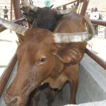 Some Products not Restricted to Cross FMD Zones Some Products not Restricted to Cross FMD Zones