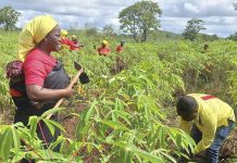 Pandamatenga Farmers Return to Full Operation Pandamatenga Farmers Return to Full Operation