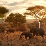 AGES Exclusive: Nature Credits Hold Great Potential for Africa AGES Exclusive: Nature Credits Hold Great Potential for Africa