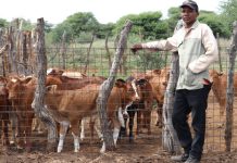 Govt Urges Vigilance as FMD Restrictions Ease Govt Urges Vigilance as FMD Restrictions Ease