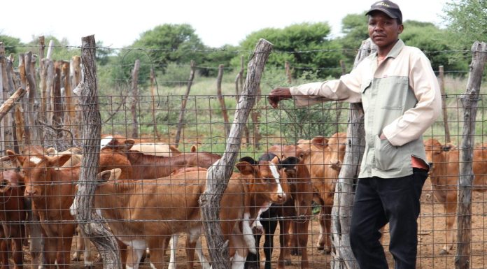 Govt Urges Vigilance as FMD Restrictions Ease Govt Urges Vigilance as FMD Restrictions Ease