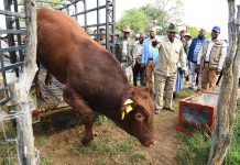 Artificial Insemination Services Aid 591 Farmers Artificial Insemination Services Aid 591 Farmers