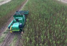 Botswana’S First Licensed Cannabis Producer Warned Botswana’S First Licensed Cannabis Producer Warned