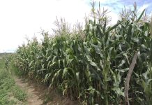 Over 6 300 Farmers Enrol for Packages Over 6 300 Farmers Enrol for Packages