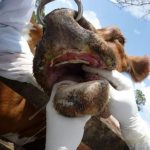 FMD Prevalence Declines FMD Prevalence Declines