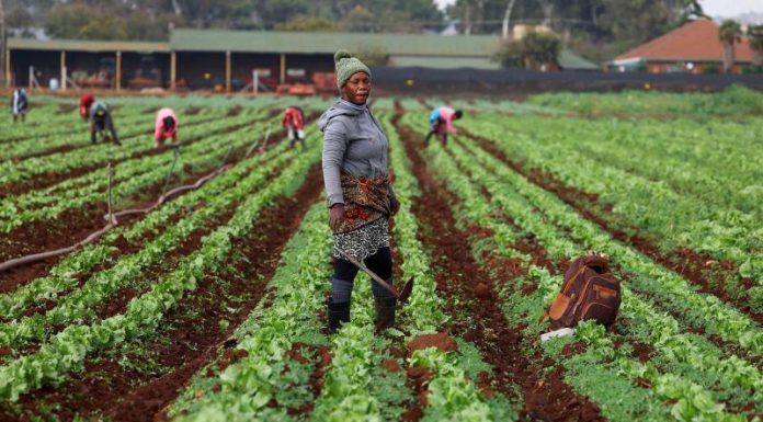 Africa’S Food Security at Risk as Iran War Squeezes Trade Africa'S Food Security at Risk as Iran War Squeezes Trade